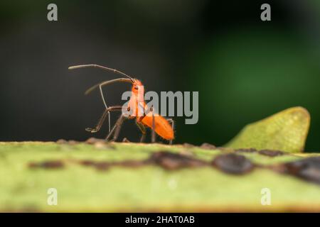 Laterale di ninfa di bug Milkweed, Spilostetus pandurus, Satara, Maharashtra, India Foto Stock