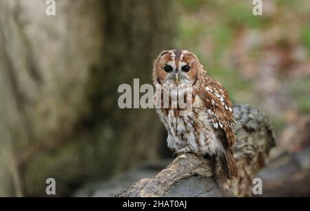 Un gufo di Tawny, Strix aluco, seduto su un ceppo di albero al British Wildlife Center. Foto Stock