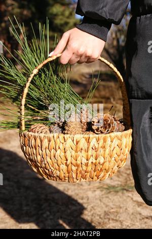 Donna che tiene cestino con coni di pino e rami di abete in foresta, primo piano Foto Stock