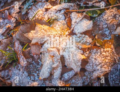 Le foglie di acero caduto alla luce del sole autunnale sono coperte dal primo gelo.autunno tardivo. Foto Stock