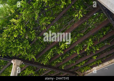 Tettoia Pergola coltivata a piante da arrampicata. Foto Stock