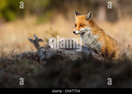 Volpe rossa che guarda alla preda sul campo in luce solare calda Foto Stock