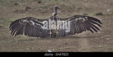 il avvoltoio con supporto bianco diffonde le ali fino ad asciugarsi mostrando un'enorme apertura alare nel selvaggio masai mara kenya Foto Stock