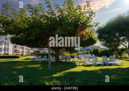 sedie a sdraio ombreggiate sotto l'albero d'arancio e lettini per prendere il sole sul prato nel giardino dell'hotel. Messa a fuoco selettiva. Nessuna gente. Foto Stock