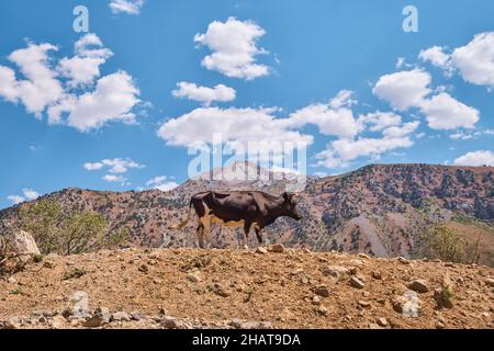 Una mucca bianca e nera su una cresta, che guarda regale nel profilo. Nella zona del lago Charvak resevoir vicino Tashkent, Uzbekistan. Foto Stock
