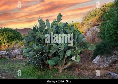 L'Opuntia, comunemente chiamata Prickly Pero, è un genere di piante fiorite della famiglia dei cactus Cactaceae. Messa a fuoco selettiva Foto Stock