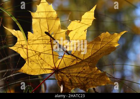 Caduto giallo foglia di acero in primo piano in erba, autunno sfondo bello Foto Stock