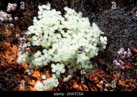 Roe's Featherflower - Australia Occidentale Foto Stock