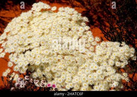 Roe's Featherflower - Australia Occidentale Foto Stock