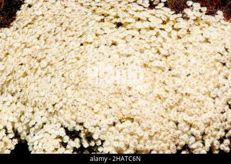 Roe's Featherflower - Australia Occidentale Foto Stock