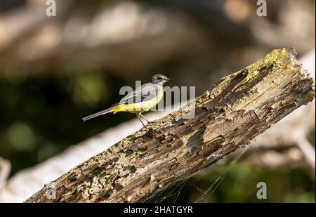 Wagtail grigio su un ramo Foto Stock