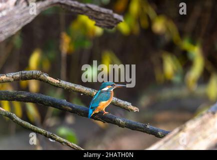 Kingfisher sul ramo Foto Stock