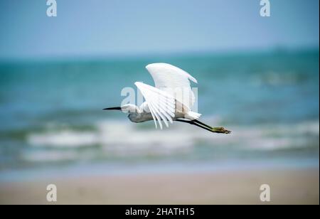 Little Egret in volo sulla spiaggia in Thailandia Foto Stock