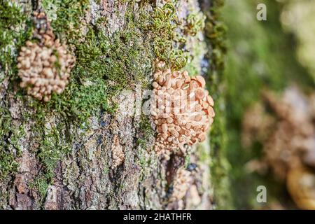 Funghi piccoli crescono in un mucchio sull'albero, Foto Stock