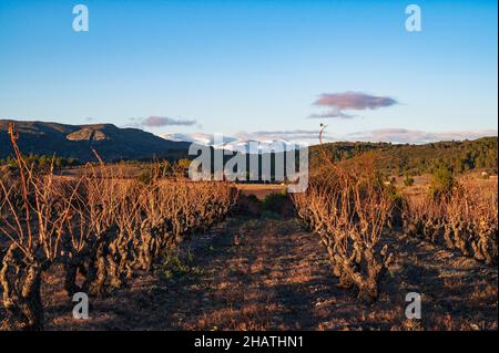 Inverno in un vigneto vicino a Cases-de-pena, con le cime dei Pirenei all'orizzonte Foto Stock