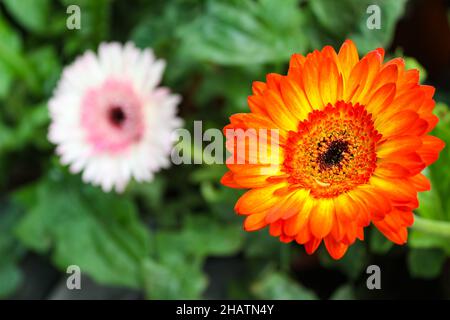 Il colorato barbiere ton Daisy Flower. Foto Stock