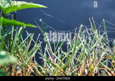 Mattina rugiada su una ragnatela nell'erba vicino all'acqua. Le gocce gListen alla luce del sole Foto Stock