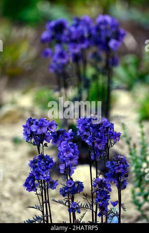 polemonium bressingham viola, aeonium, impianto misto, perenne e succulenti, impianto succulente, foglie viola colorate, fiori blu cobalto, RM Fl Foto Stock