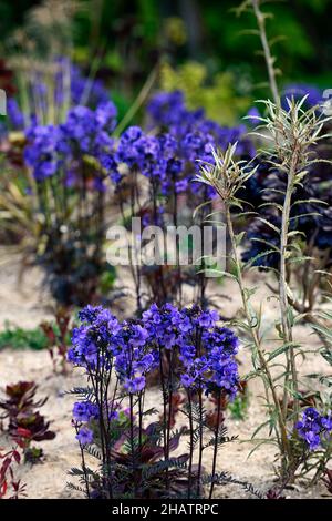 polemonium bressingham viola, aeonium, impianto misto, perenne e succulenti, impianto succulente, foglie viola colorate, fiori blu cobalto, RM Fl Foto Stock