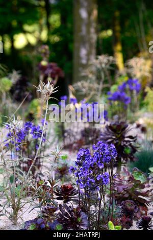 polemonium bressingham viola, aeonium, impianto misto, perenne e succulenti, impianto succulente, foglie viola colorate, fiori blu cobalto, RM Fl Foto Stock