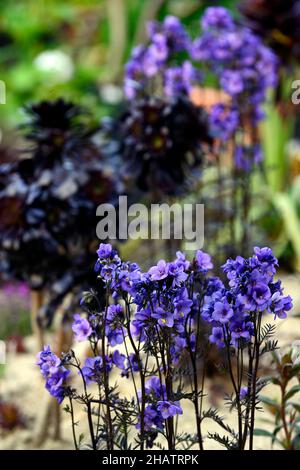 polemonium bressingham viola, aeonium, impianto misto, perenne e succulenti, impianto succulente, foglie viola colorate, fiori blu cobalto, RM Fl Foto Stock