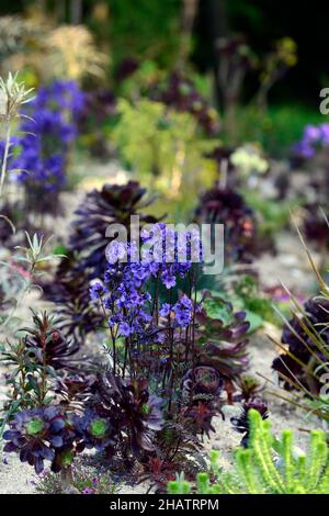 polemonium bressingham viola, aeonium, impianto misto, perenne e succulenti, impianto succulente, foglie viola colorate, fiori blu cobalto, RM Fl Foto Stock