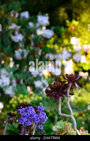 polemonium bressingham viola, aeonium, impianto misto, perenne e succulenti, impianto succulente, foglie viola colorate, fiori blu cobalto, RM Fl Foto Stock