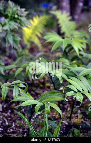 Maianthemum tatsienense,Sigillo cinese del falso Salomone,foglie,fogliame,giardino del bosco,ombra,ombreggiata,legno,perenne erbaceo,strisciante,rizomatoso, Foto Stock