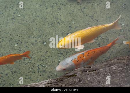 Primo piano di un pesce Koi colorato (Cyprinus carpio), noto anche come Carpa comune in uno stagno artificiale. Foto Stock