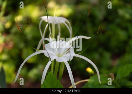 Una bella fioritura di un giglio di Spider (Hymenocallis littoralis), all'ombra. Foto Stock