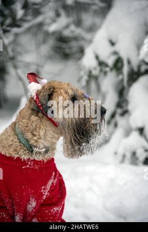 Terrier di Wheaten con rivestimento morbido irlandese. Un soffice cane rosso in abito rosso di Capodanno si pone in una foresta coperta di neve. Foto Stock