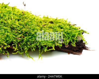 Verde muschio isolati dalla natura Foto Stock