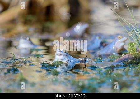 Maennlicher Moorfrosch, Rana arvalis, Male Moor Frogs Group Foto Stock