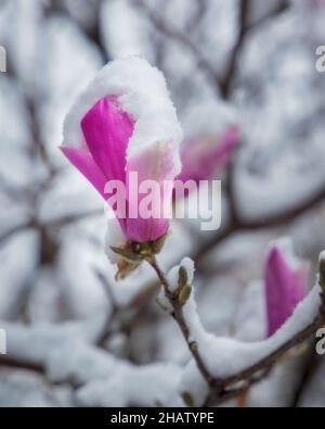 Primo piano di splendidi fiori rosa di magnolia ricoperti di neve Foto Stock