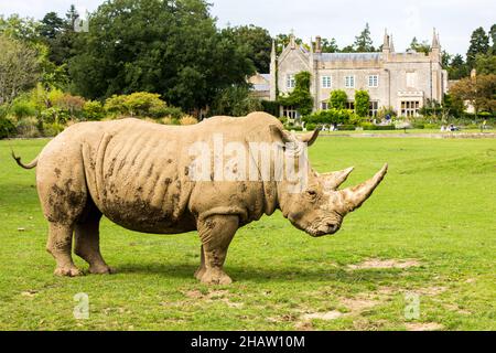 Grande rinoceronte nel Cotswold Wildlife Park e Gardens Burford nel Regno Unito Foto Stock