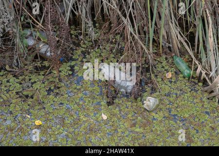 Bottiglie di plastica nuotano sul Watermuss galleggiante (Salvinia natans) nella zona costiera nel delta del Danubio. Inquinamento plastico. Isola di Ermakov Foto Stock