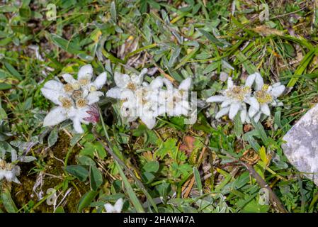 Alici (Leontopodium nivale), alici sul trenchling, Lagoess-Sankt Katharein, Stiria, Austria Foto Stock