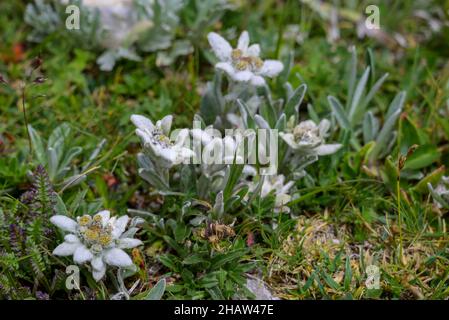 Alici (Leontopodium nivale), alici sul trenchling, Lagoess-Sankt Katharein, Stiria, Austria Foto Stock