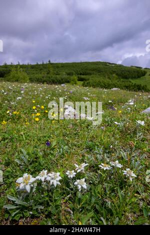 Alici (Leontopodium nivale), alici sul trenchling, Lagoess-Sankt Katharein, Stiria, Austria Foto Stock