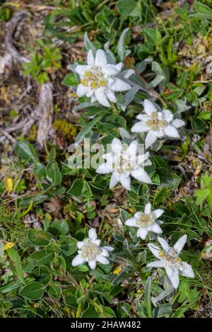 Alici (Leontopodium nivale), alici sul trenchling, Lagoess-Sankt Katharein, Stiria, Austria Foto Stock