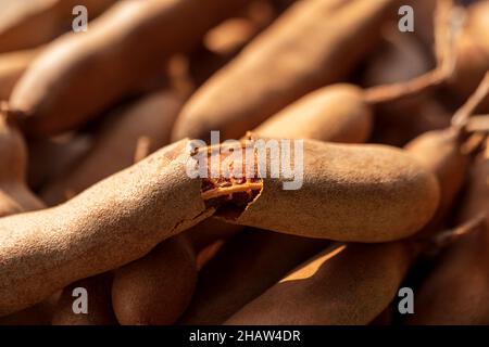 Una vista dall'alto, scelta mirata di tamarindo maturo per la cottura come ingrediente. Nessun concetto di base di cibo tailandese tamarindo guscio. Foto Stock