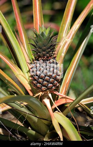 Ananas ananas (ananas comosus) frutta Nosy Komba Madagascar Madagascar Madagascar Foto Stock