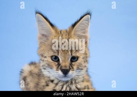 Serval (Leptailurus serval), giovane, ritratto animale, 9 settimane, ritratto animale, Captive, studio girato, Austria Foto Stock