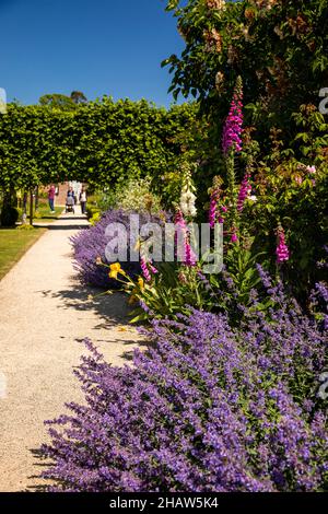 Regno Unito Irlanda del Nord, Co Down, Bangor, Castle Park, Walled Garden, lavanda e pianta erbacea Foto Stock