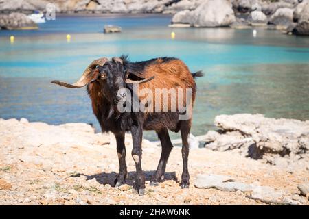 Capra domestica selvaggia maschio (Capra aegagrus hircus), capra billy, baia Cala Figuera, Cap Formentor, Maiorca, Spagna Foto Stock