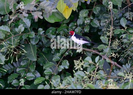 Il cardinale rosso-chiuso (Paroaria gularis), maschio, riserva ecologica di Serere, nei pressi di Rurrenabaque, distretto di Beni, Bolivia Foto Stock