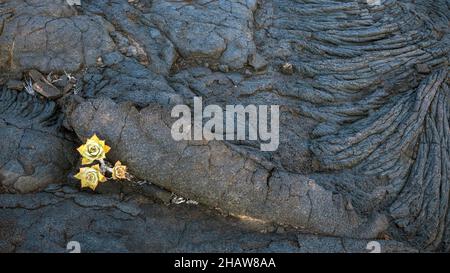 Succulenta coltivazione di lava a maglia, la Restinga, El Hierro, Isole Canarie, Spagna Foto Stock