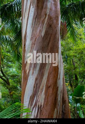 Eucalipto blu, anche Eucalipto comune, gomma blu della tasmania (globulo di eucalipto), Giardino Botanico, Terra nostra Park, Furnas, Isola di Sao Miguel Foto Stock