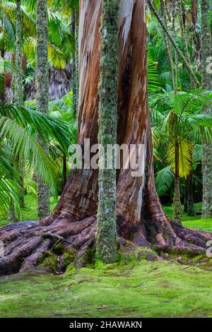 Eucalipto blu, anche Eucalipto comune, gomma blu della tasmania (globulo di eucalipto), Giardino Botanico, Terra nostra Park, Furnas, Isola di Sao Miguel Foto Stock