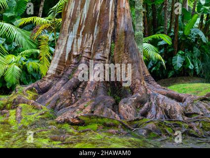 Eucalipto blu, anche Eucalipto comune, gomma blu della tasmania (globulo di eucalipto), Giardino Botanico, Terra nostra Park, Furnas, Isola di Sao Miguel Foto Stock